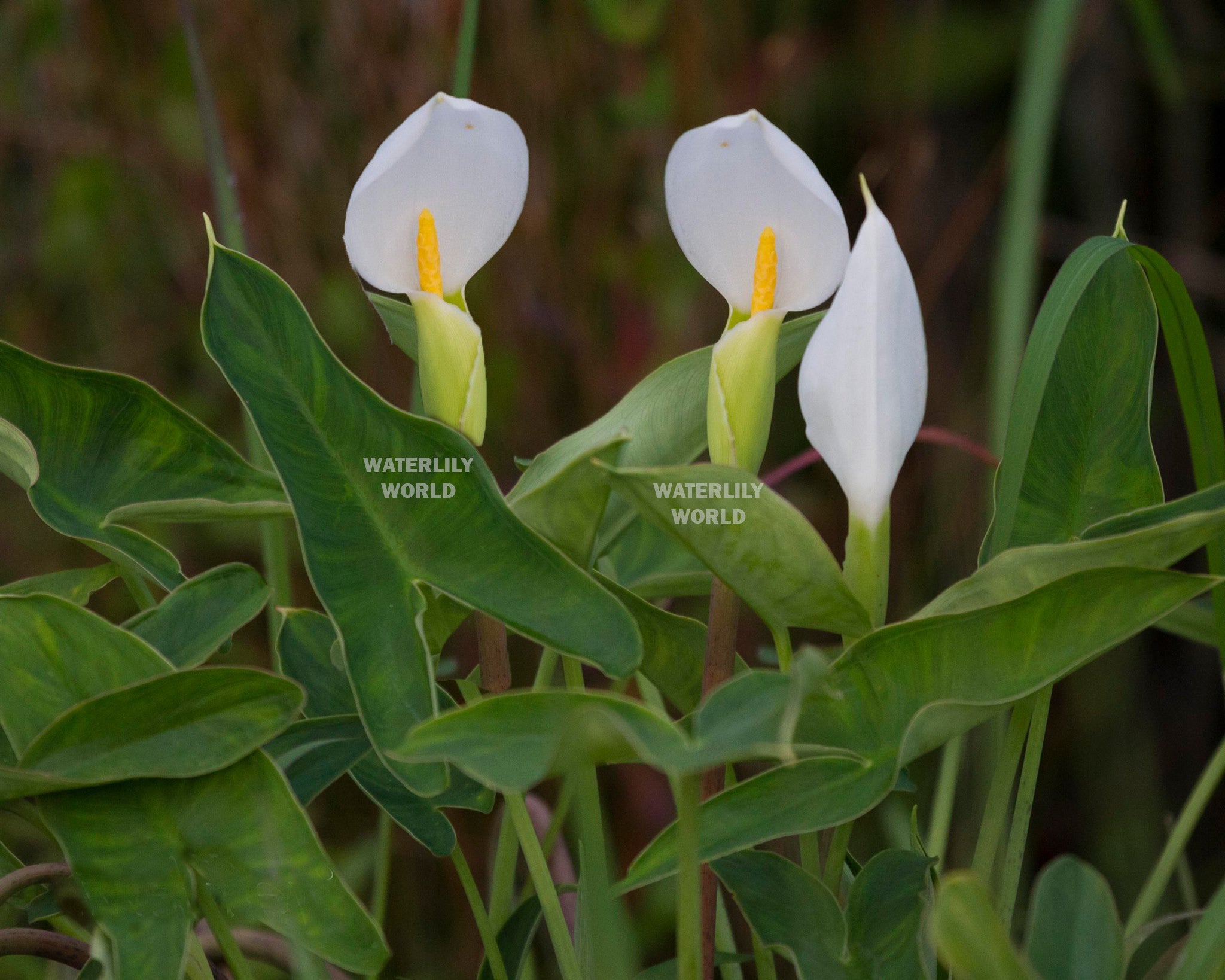 TÌNH YÊU CÂY CỎ ĐV.3 - Page 2 Arrow_Arum_Pond_Plants_Peltandra_Virginica_Water_Garden