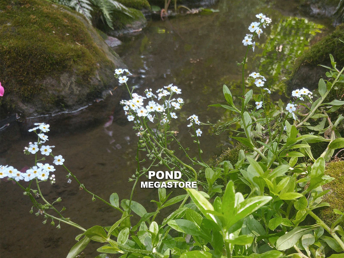 Aquatic Forget Me Nots Myosotis Scorpiodes Waterlily World A Pondmegastore Company