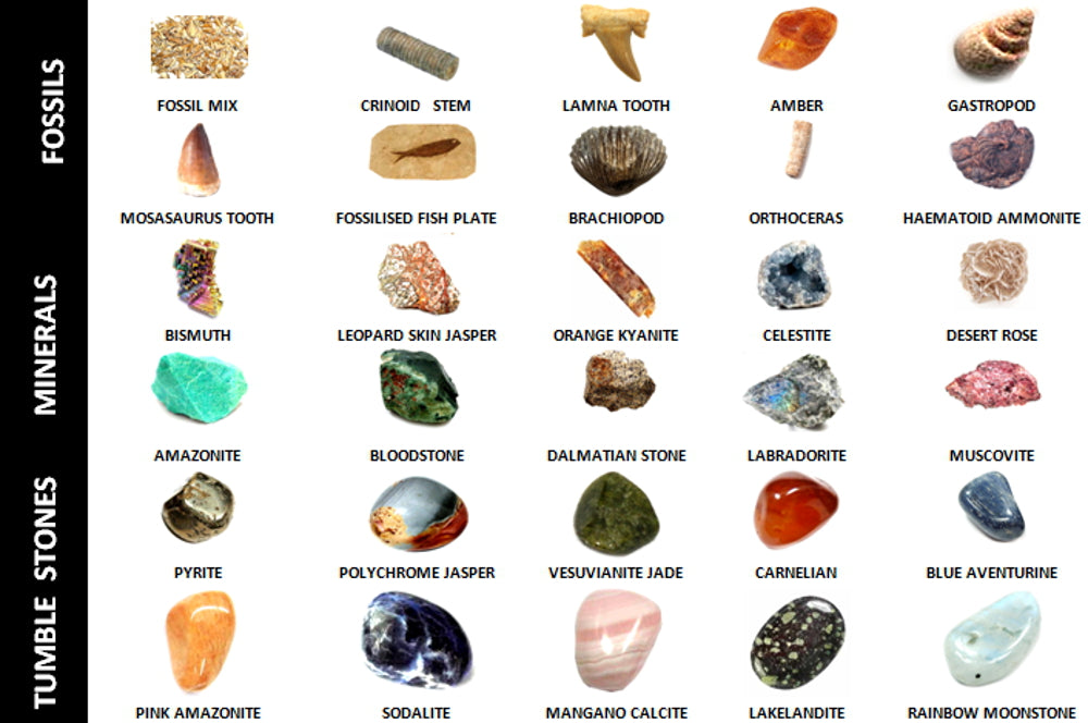 Different Types Of Rocks And Fossils