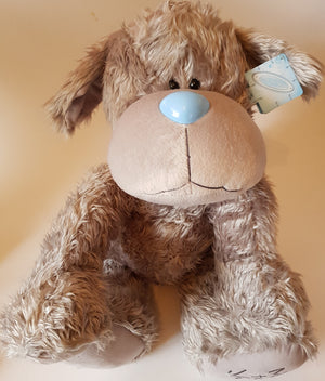 tatty teddy dog