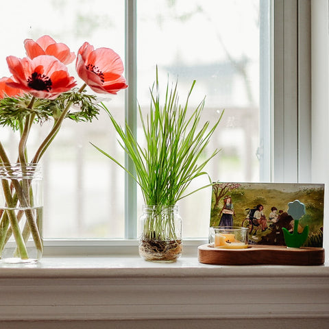 Wheatgrass or Easter grass growing in a small glass jar. To one side is a waldorf wooden tea light candle and postcard holder with a bella luna branded postcard painted by danceypantsdisco