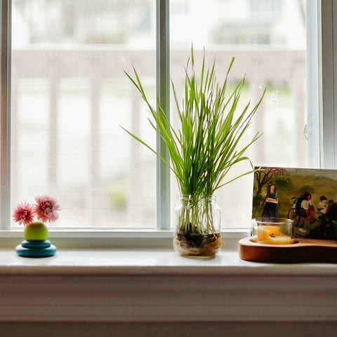 A windowsill with a small glass jar with wheatgrass growing in it