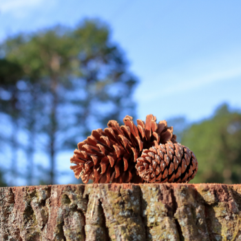 Pinecones on a tree stump | Bella Luna Toys