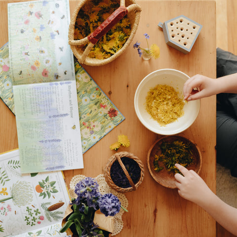 A table with a nature book and Waldorf A Year In A Day magazine issue about ponds on a table with a bolga basket filled with dandelions, another small basket, an insect home, and the hands of a child reaching into a bowl of dandelion petals