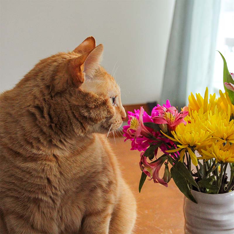 A cat is smelling fresh flowers.