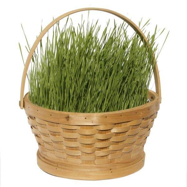 Natural Easter Grass 2