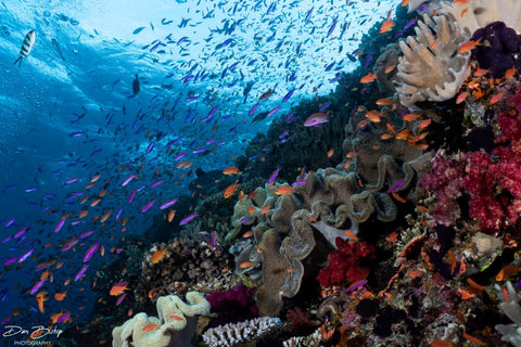 Fiji Coral Scuba Diving