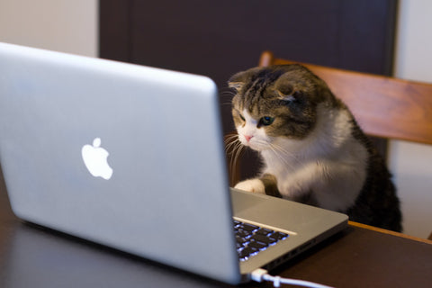 Cat on a Laptop Meme