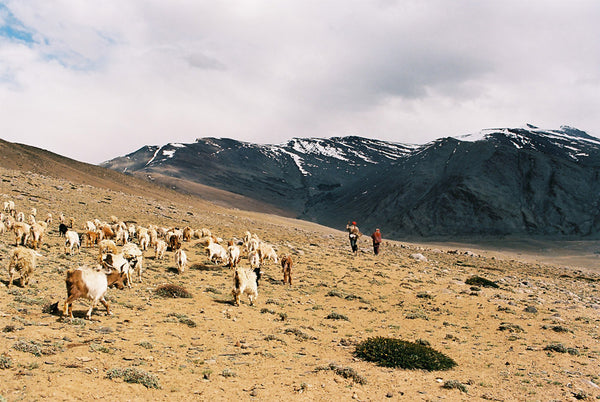 Himalayan Sheep Wool Scarf - Handspun & Handwoven in Ladakh – Kuttons