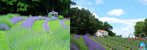 The Magic and Vision Behind Blue Dreams USA Lavender, Roses and Tea Farm Boutique