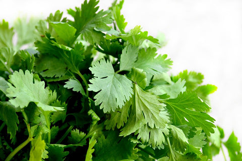 Cilantro Spring Herb