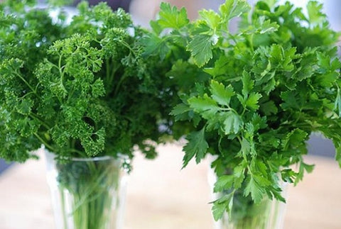 Parsley Spring Herb