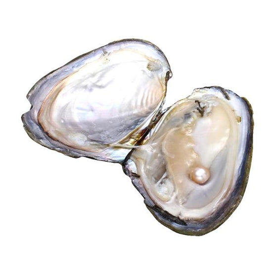 7-11 Psc New Arrive Jewelry Gifts Shell Wish Pearl Oyster Vacuum