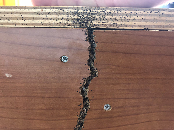 hole in mattress bed bugs