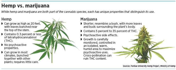 Hemp vs. marijuana