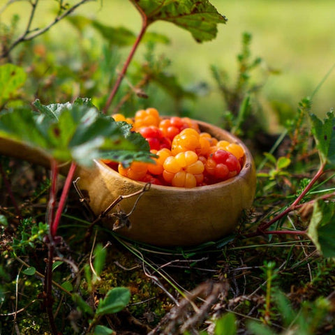 cloudberry oil from a natural nordic berry show outside in a bowl