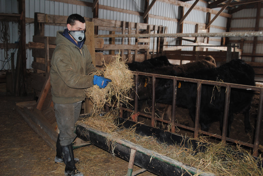 Man in a titanium RZ M2 Mask carrying a pile of hay in front of three cows in a barn