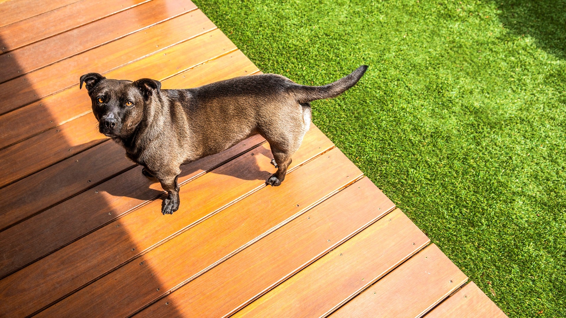 Torquay House Tour Decking with Dog