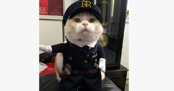 Pet Cat Dress Uniform Suit Police Clothes + Hat – The Meow Shop