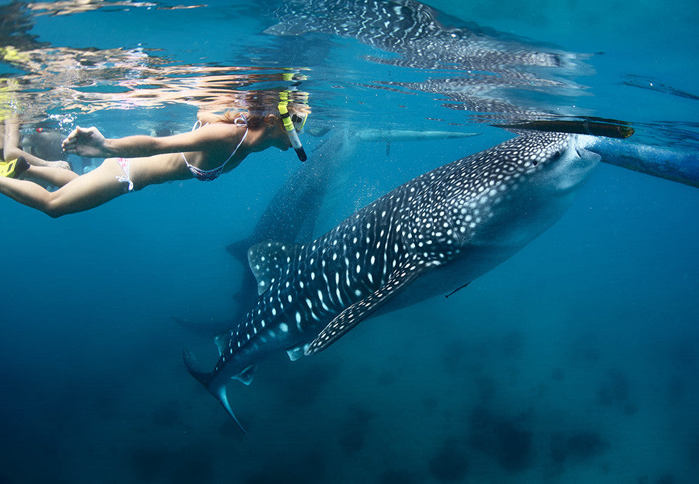 Kraken Aquatics - Swimming with Whale Sharks