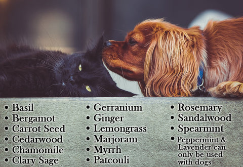 Essential Oils Safe For Both Cats and Dogs