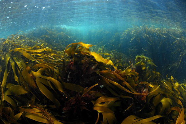 Alaria Esculenta Sea Kelp