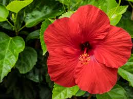 Hibiscus Flower