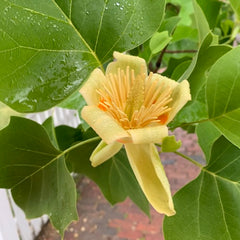 Tulip Poplar in my neighborhood