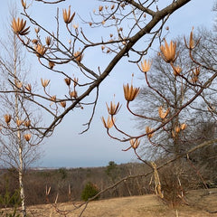 Tulip Poplar in winter