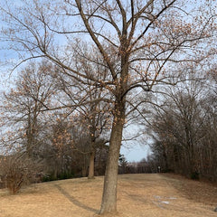 Tulip Poplar in winter