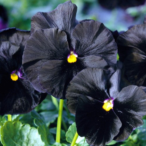 Black Pansy | Organic, hand-crafted, healing flower essences