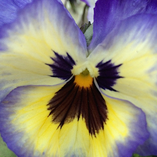 indigo flower roughly 20 petals