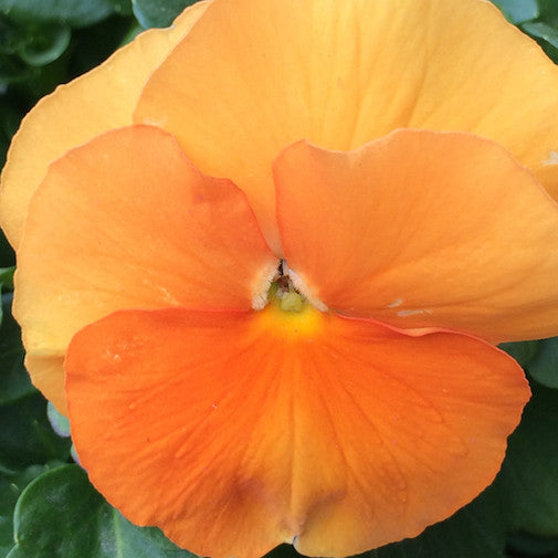 Orange Pansy | Organic, hand-crafted, healing flower essences