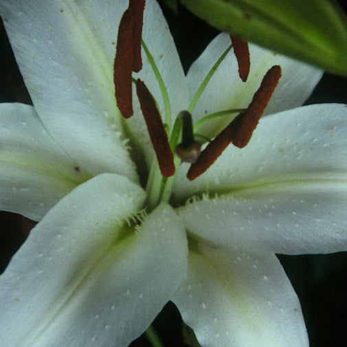Casa Blanca Lily | Organic, hand-crafted, healing flower essences