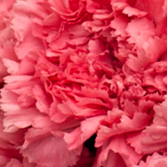 Carnations