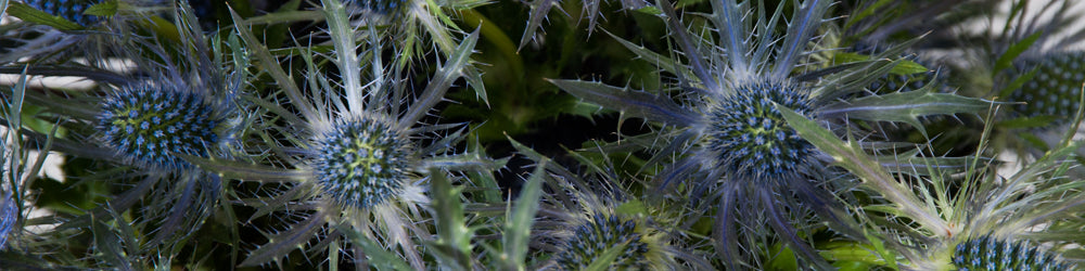 Blue lagoon Eryngium