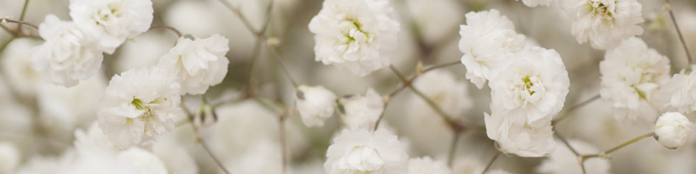 Baby's Breath: How to Grow and Care with Success