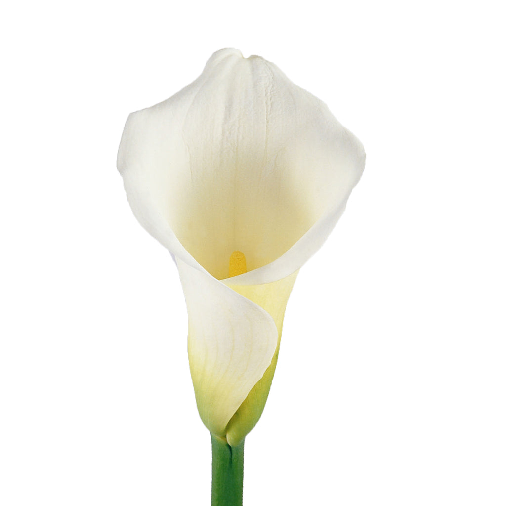 calla lily