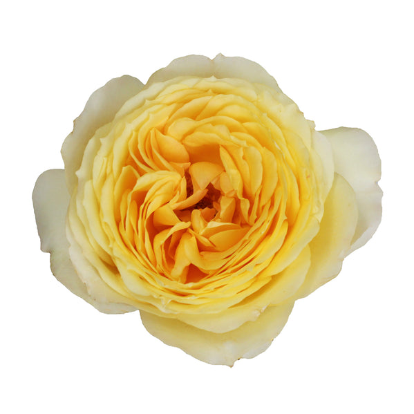 Garden Rose, Caramel Antike - 36 Stems – Bloomingmore