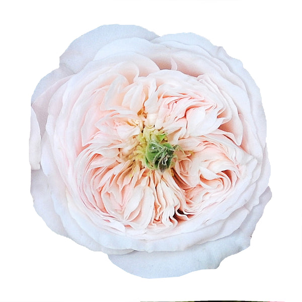 Wholesale Cream Juliet Garden Rose ᐉ bulk Cream Juliet Garden Rose