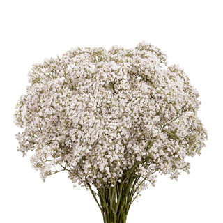 Baby's Breath, Baltimore - Owings Mills (MD) Bulk & DIY Flowers