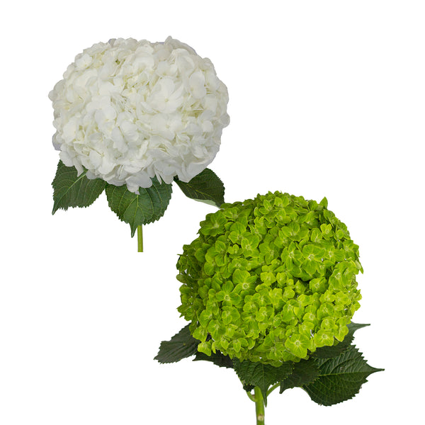 White and Emerald Variegated Hydrangeas - 30 Stems – Bloomingmore