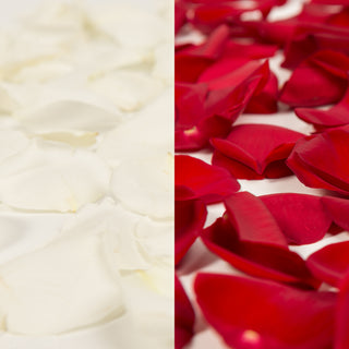 Rose Petals 3 Bags of Red Farm Direct Fresh Cut Flowers Petals by Bloomingmore, Size: 250 Gr