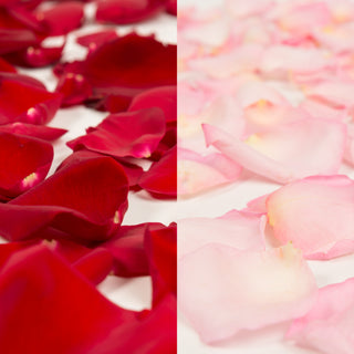 Rainbow Rose Bundle – H.Bloom