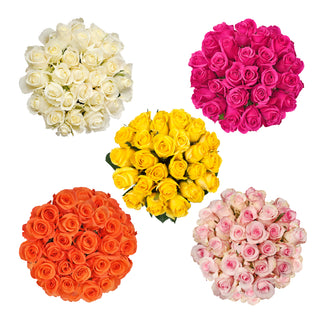 Bulk Flowers Fresh Bicolor White and Pink Roses - Yahoo Shopping