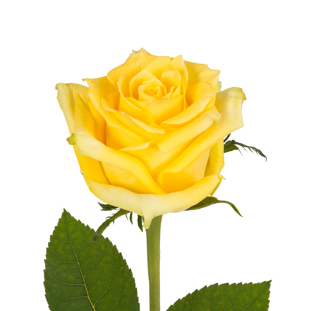 Download Yellow Premium Roses | Premium Wholesale Flowers | Free ...