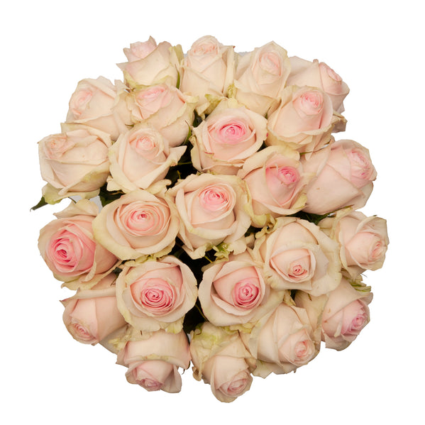 Lorraine Roses – Bloomingmore