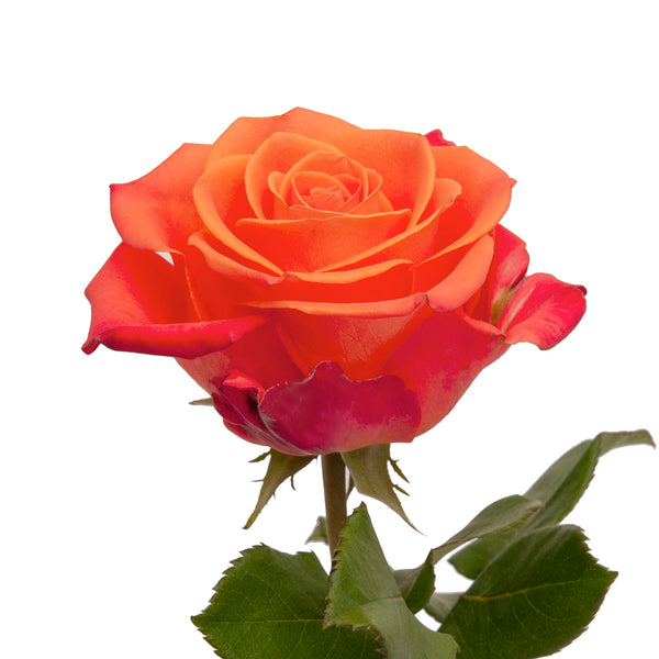 Vaneshan Crush - Medium Orange Juice Roses – VineLily Moment