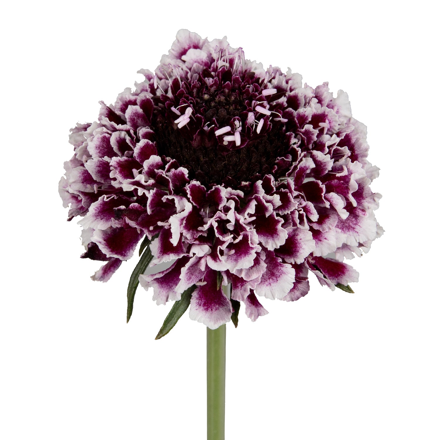 Cherry Vanilla Scabiosa – Bloomingmore