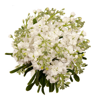 Natural Fresh Flowers - Baby's Breath, 8 Bunches, Size: 250 GR, White